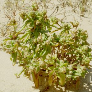 Plantago squarrosa Murray