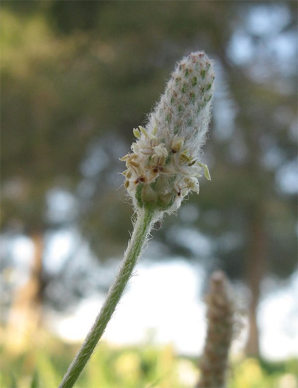 Plantago notata Lag. - Image 2