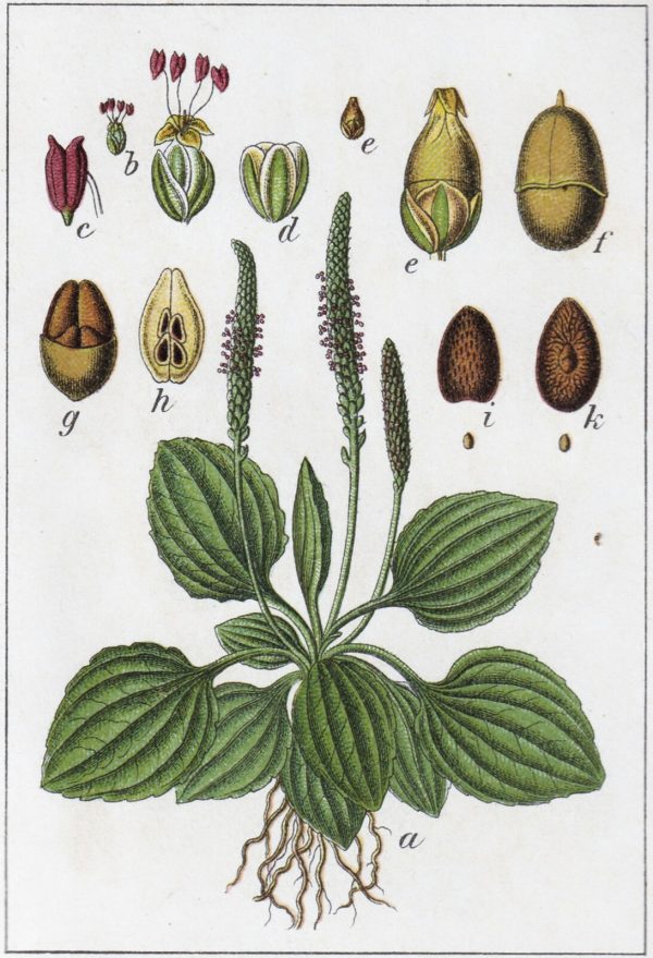Plantago major L. - Image 7