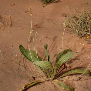 Plantago lanceolata L.