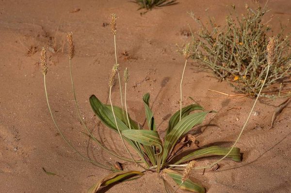 Plantago lanceolata L.