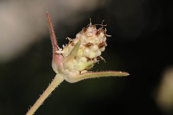 Plantago indica L. - Image 2