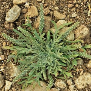 Plantago crypsoides Boiss.