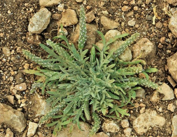 Plantago crypsoides Boiss.