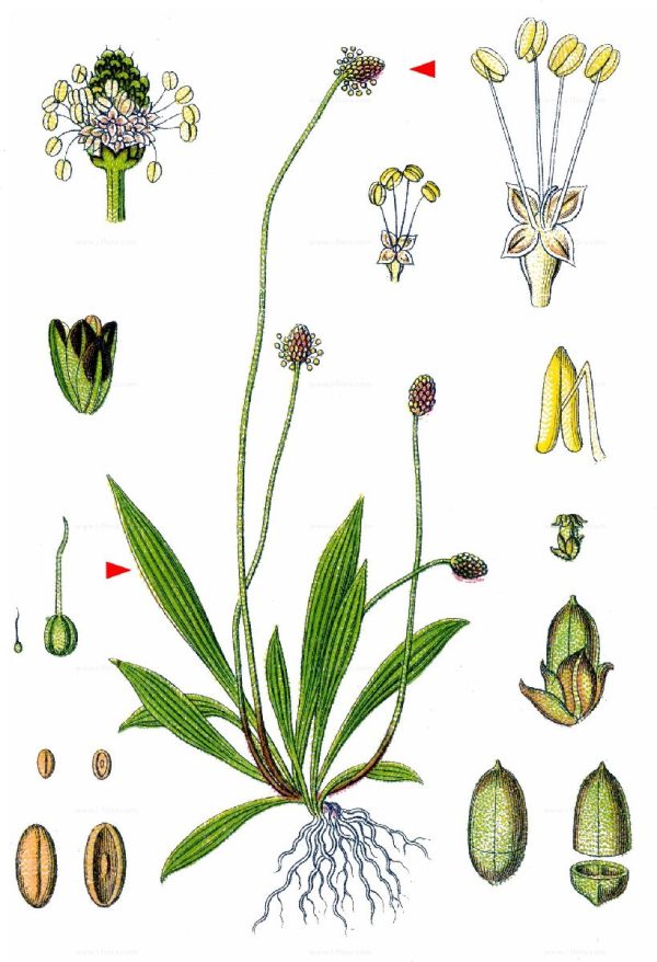 Plantago lanceolata L. - Image 7