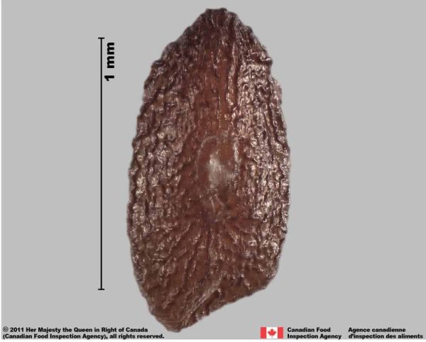 Plantago major L. - Image 6