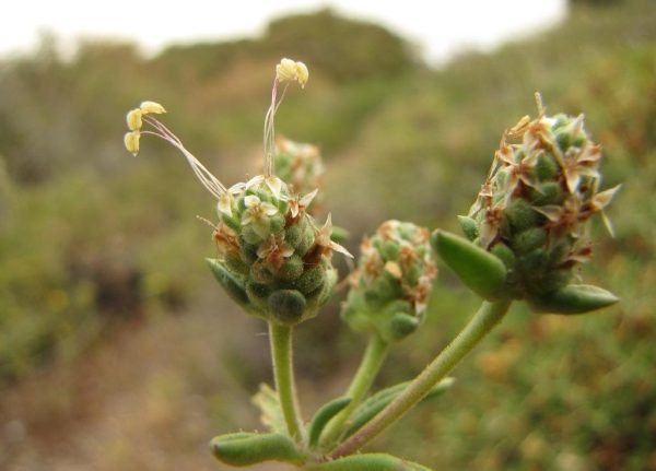 Plantago squarrosa Murray - Image 2