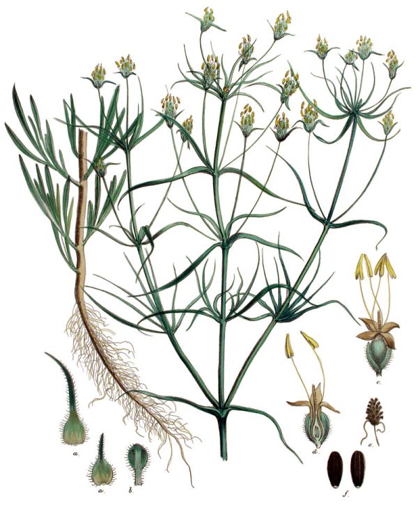 Plantago indica L. - Image 4