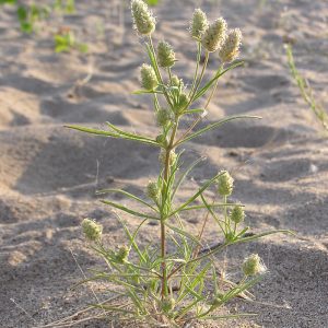 Plantago indica L.