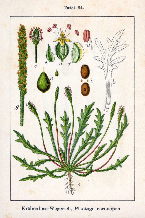 Plantago coronopus L. - Image 7