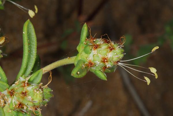 Plantago squarrosa Murray - Image 3