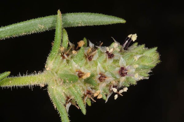 Plantago phaeostoma Boiss. & Heldr. - Image 3
