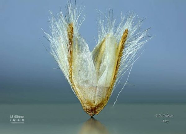 Plantago lagopus L. - Image 6