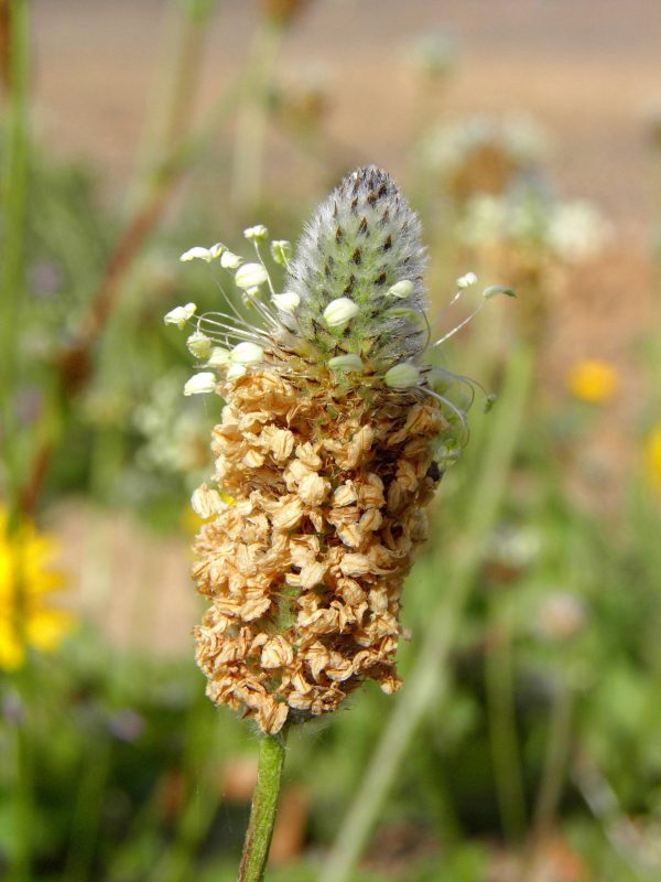 Plantago lagopus L. - Image 3