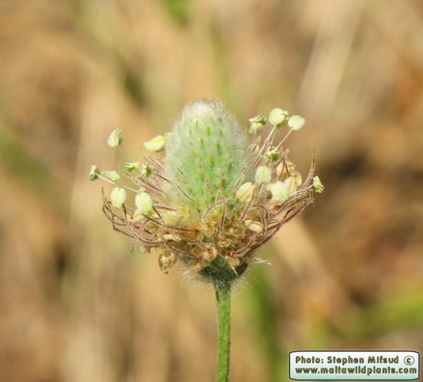 Plantago lagopus L. - Image 5