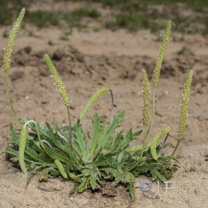 Plantago coronopus L.