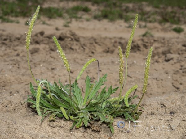 Plantago coronopus L.