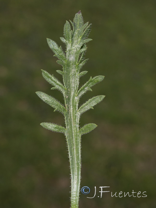Plantago coronopus L. - Image 3