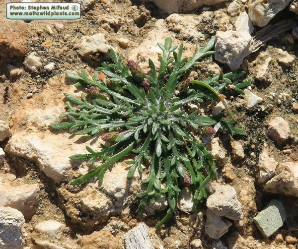 Plantago coronopus L. - Image 2