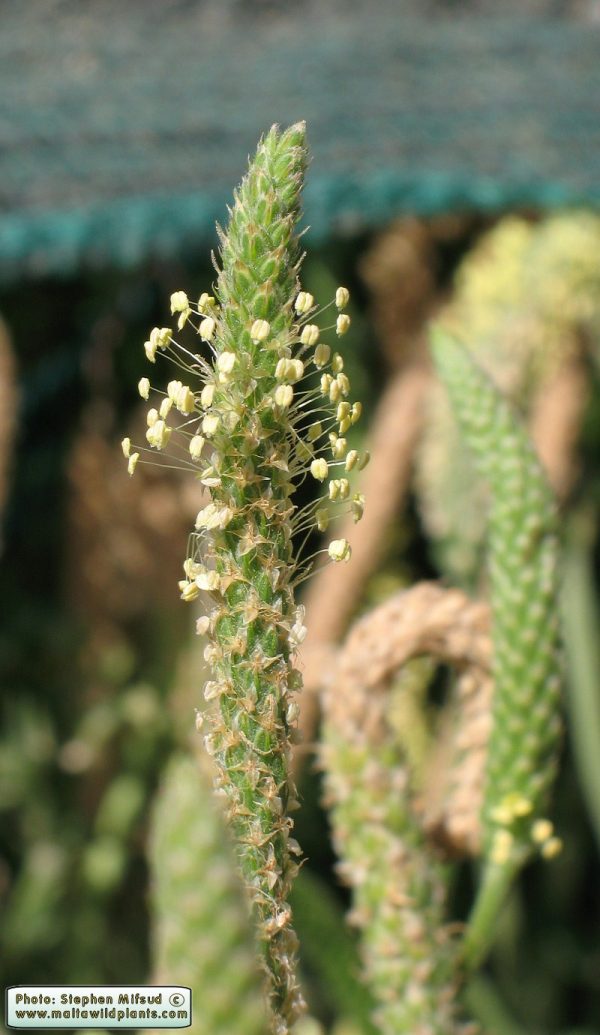 Plantago coronopus L. - Image 6