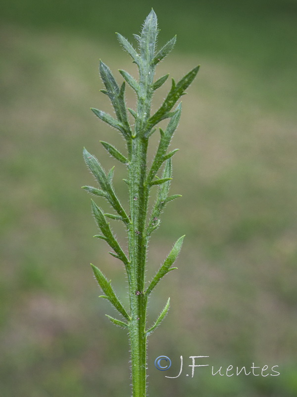 Plantago coronopus L. - Image 4