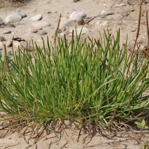 Plantago crassifolia Forssk.