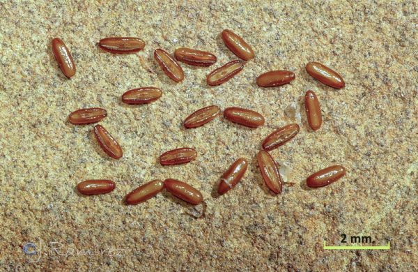 Plantago lagopus L. - Image 7