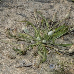 Plantago notata Lag.