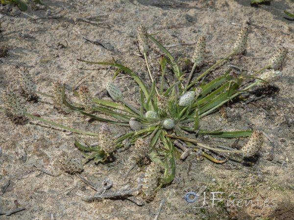 Plantago notata Lag.