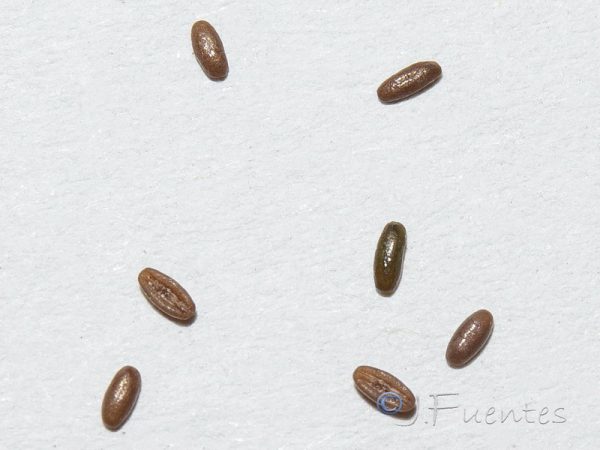 Plantago notata Lag. - Image 6