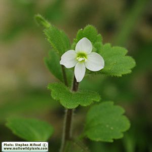 Veronica cymbalaria Bodard