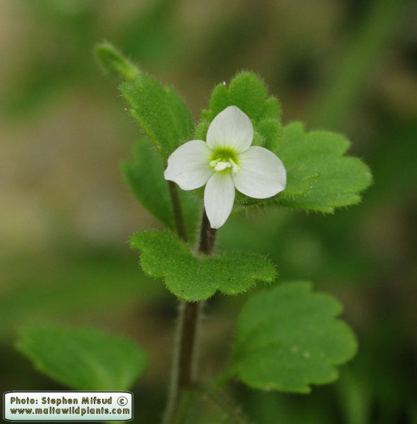 Veronica cymbalaria Bodard