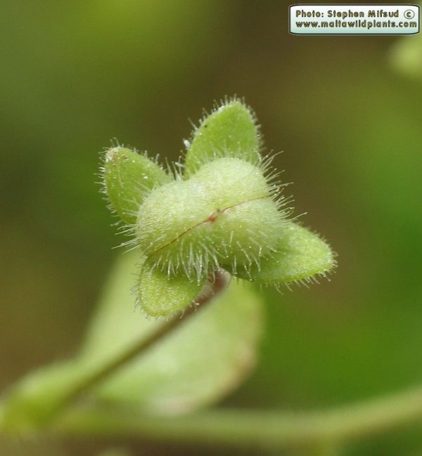 Veronica cymbalaria Bodard - Image 5