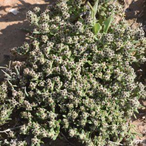 Plantago phaeostoma Boiss. & Heldr.