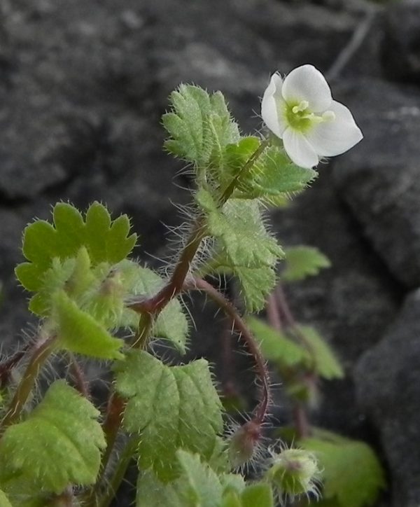 Veronica cymbalaria Bodard - Image 2