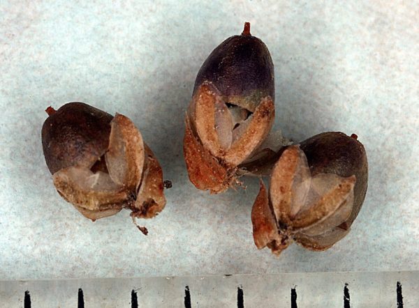 Plantago major L. - Image 3