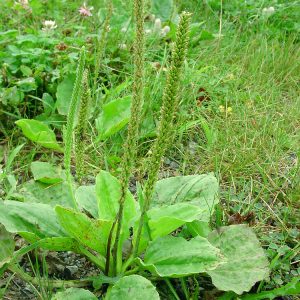 Plantago major L.