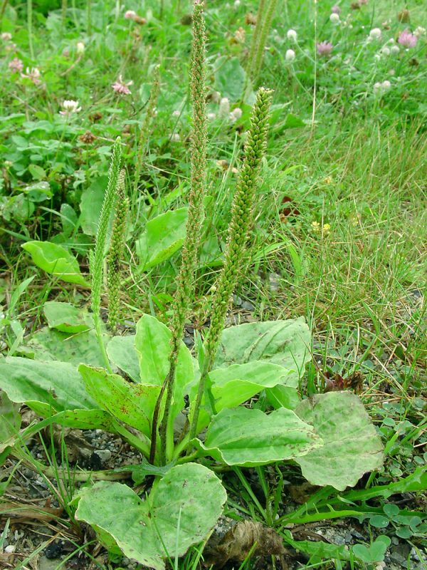 Plantago major L.