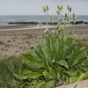 Plantago lagopus L.