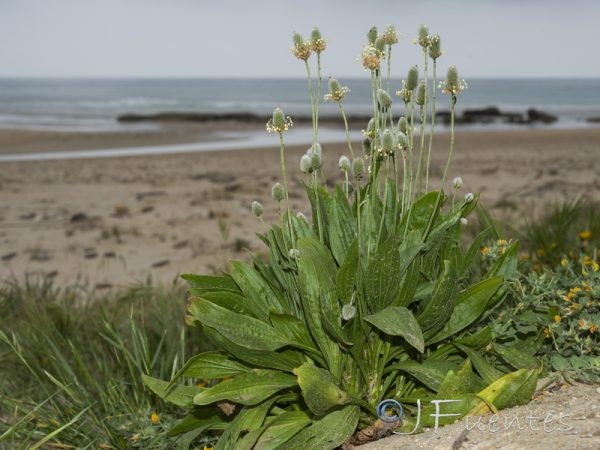 Plantago lagopus L.