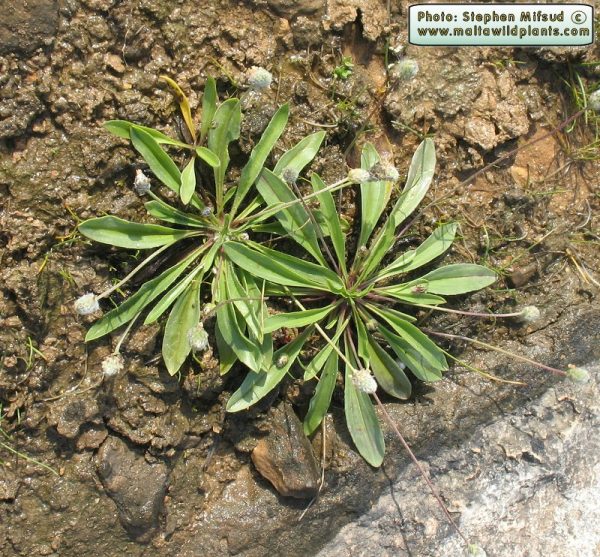 Plantago lagopus L. - Image 2