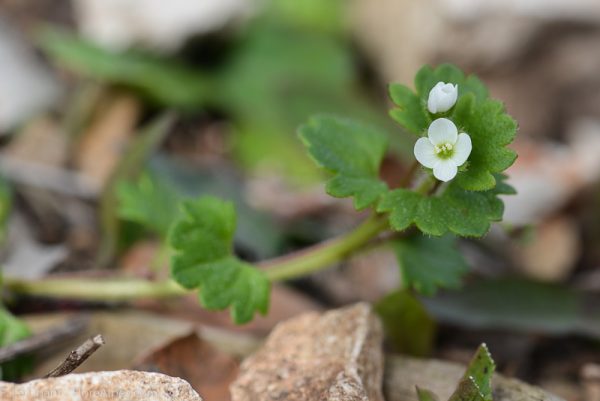 Veronica cymbalaria Bodard - Image 3